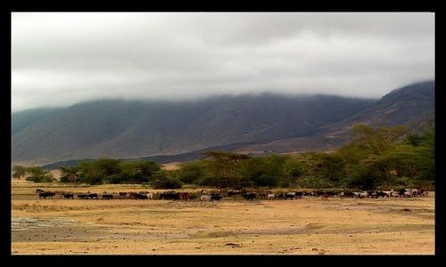 Zdjęcie TANZANIA / północna Tanzania / krater Ngorongoro / Mgła w kraterze...