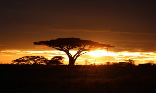 Zdjecie TANZANIA / Park Narodowy Serengeti / Park Narodowy Serengeti / o wschodzie slonca