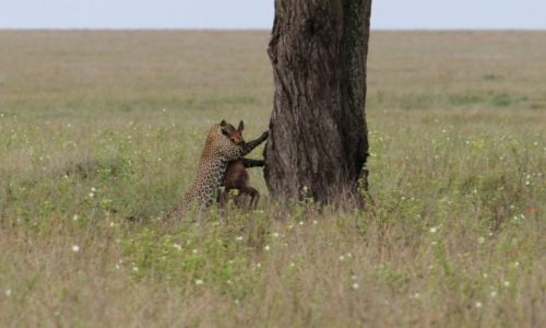 Zdjecie TANZANIA / Park Narodowy Serengeti / Park Narodowy Serengeti / Czas na niadanie