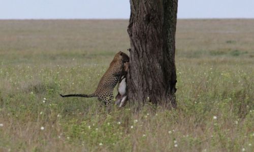 Zdjecie TANZANIA / Park Narodowy Serengeti / Park Narodowy Serengeti / Czas na niadanie - druga prba