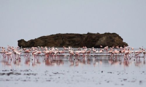 Zdjcie TANZANIA / Lake Natron / Lake Natron / Crimson wings