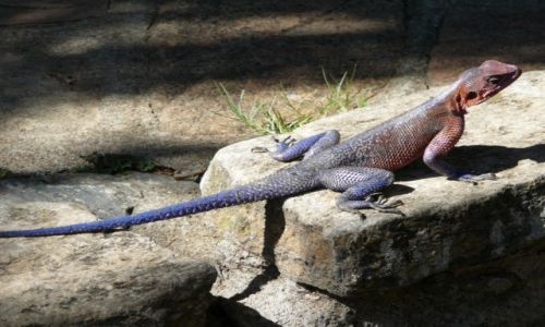 Zdjęcie TANZANIA / Park Narodowy Serengeti / Logo lodge / Jaszczurka Mwanza Flat-headed Agama