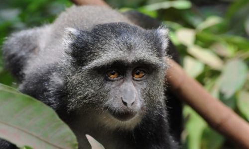 Zdjęcie TANZANIA / Park Narodowy Jeziora Manyara / Nad jeziorem Manyara / Niebieska małpa