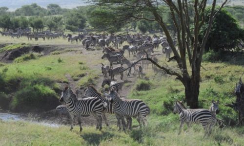 Zdjecie TANZANIA / Park Narodowy Serengeti / sawanna / W kolejce do wodopoju