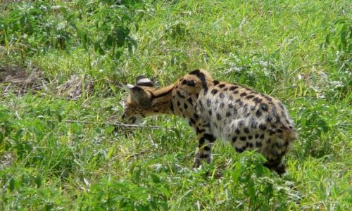 Zdjecie TANZANIA / PN Ngorongoro / trawy sawanny / Serwal 