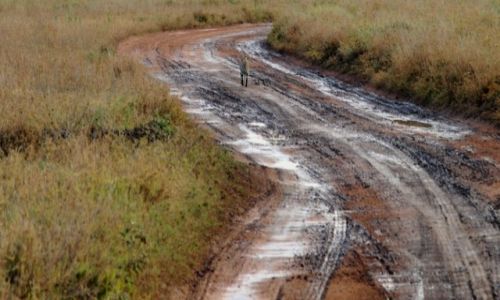 Zdjęcie TANZANIA / Serengetii / Serengetii / Na drodze w Serengetii