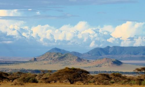 Zdjcie TANZANIA / - / Park Serengeti / Serengeti