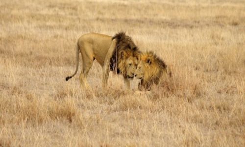 Zdjecie TANZANIA / - / Ngorongoro / Lwy w krainie Ngorongoro