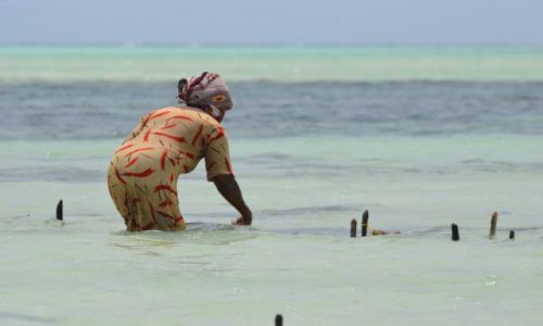 Zdjęcie TANZANIA / Zanzibar / Paje Beach / Trudy życia codziennego