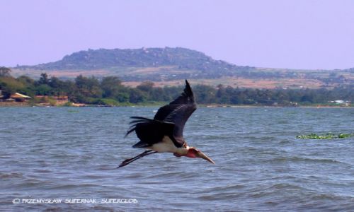 Zdjcie TANZANIA / Jezioro Wiktorii / Jezioro Wiktorii / Marabut