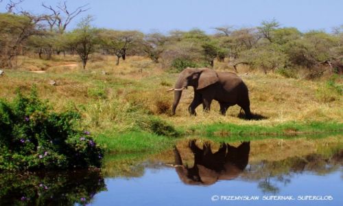 Zdjecie TANZANIA / Serengeti / Serengeti / Samotny so