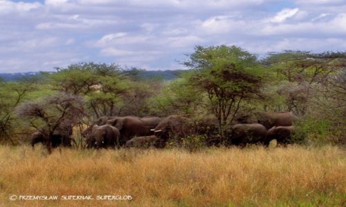 Zdjecie TANZANIA / Serengeti / Serengeti / Stado soni