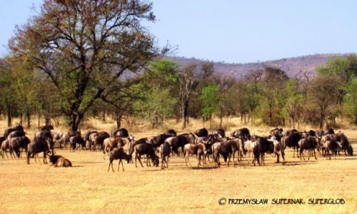 Zdjecie TANZANIA / Serengeti / Serengeti / Stado antylop gnu
