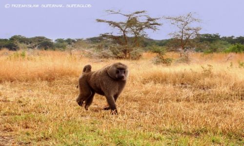 Zdjecie TANZANIA / Serengeti / Serengeti / Pawian alfa