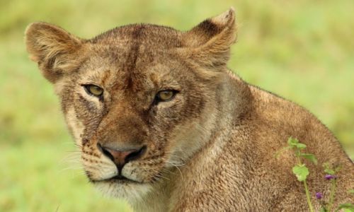 Zdjecie TANZANIA / Serengeti / Serengeti / Lwica