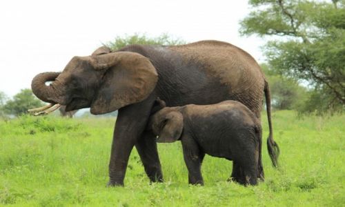 Zdjcie TANZANIA / Tanzania / Tanzania / Matka i dziecko
