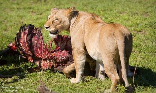 Zdjecie TANZANIA / Park Serengeti / Park Serengeti / niadanie lww