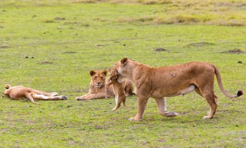 Zdjecie TANZANIA / Park Serengeti / Park Serengeti / Troskliwa mama