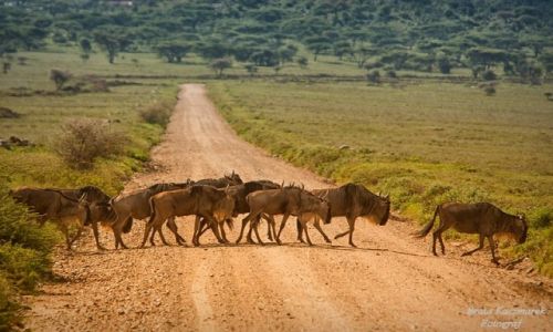 Zdjecie TANZANIA / Park Serengeti / Park Serengeti / Antylopy gnu...