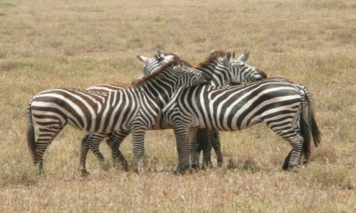 Zdjecie TANZANIA / - / Serengeti / W kupie raniej