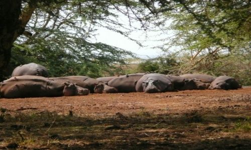Zdjecie TANZANIA / - / Manyara / W kupie raniej 2