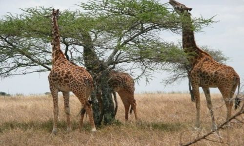 Zdjecie TANZANIA / - / Serengeti / Bar saatkowy