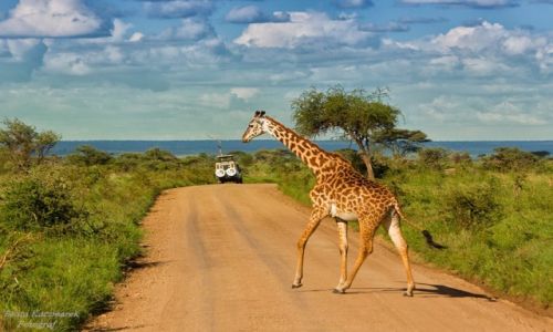 Zdjecie TANZANIA / Park Serengeti / Park Serengeti / No i kto ma pierwszestwo...??