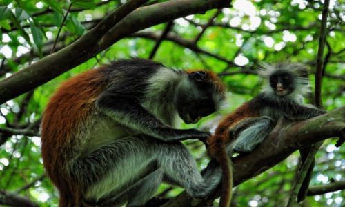 Zdjcie TANZANIA / Zanzibar / Jozani Forest / Pielgnacja