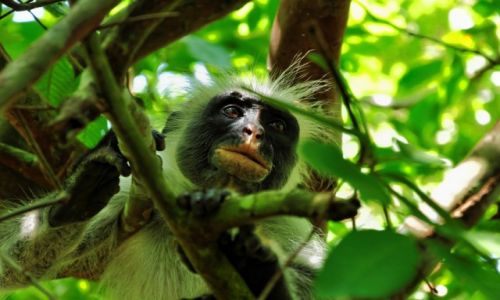 Zdjecie TANZANIA / Zanzibar / Jozani Forest / W ukryciu