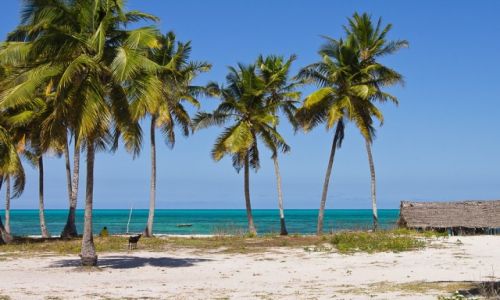 Zdjcie TANZANIA / Zanzibar / Jambiani / Nad oceanem