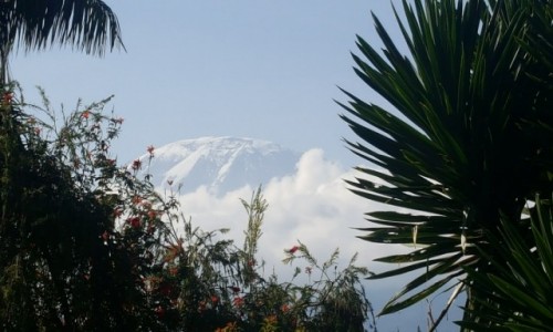 Zdjcie TANZANIA / Moshi  / Przy hotelu kilimakiaro dla naszych goci  / Kilimanjaro 