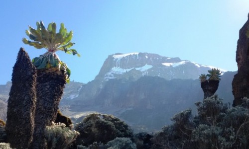 TANZANIA / Tanzania / Tanzania / Kili8