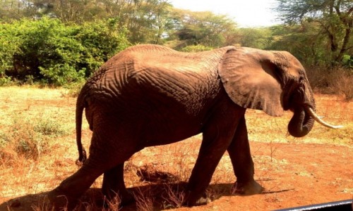 TANZANIA / Tanzania / Tanzania / Kili33
