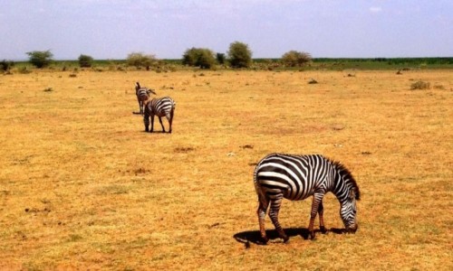 TANZANIA / Tanzania / Tanzania / Kili34