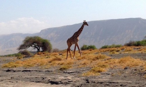 TANZANIA / Tanzania / Tanzania / Kili35