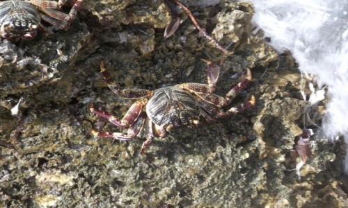 Zdjęcie TANZANIA / Zanzibar / Pingwe / Krabik