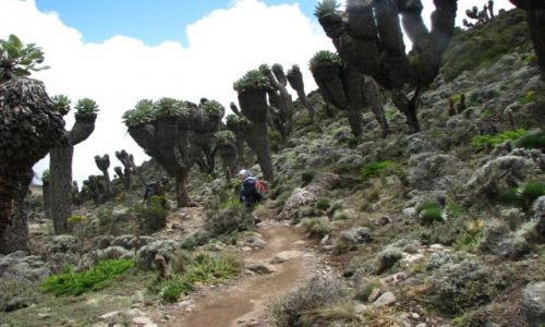 Zdjecie TANZANIA / Afryka / Machame Route, Kilimanjaro / Lobelie wielkie