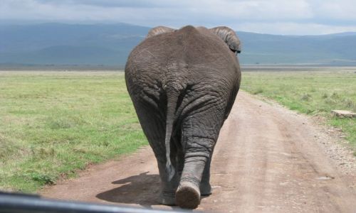 Zdjecie TANZANIA / Afryka / Ngorongoro / Z drogi !!!!