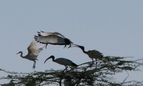 Zdjęcie TANZANIA / Afryka / Manyara Lake / Pelikany