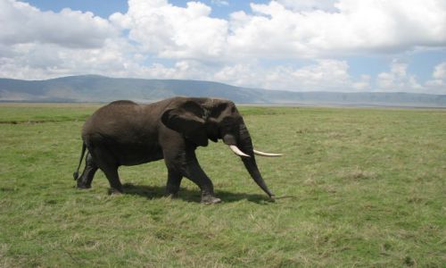 Zdjęcie TANZANIA / Afryka, / Krater Ngorongoro / Oto słoń