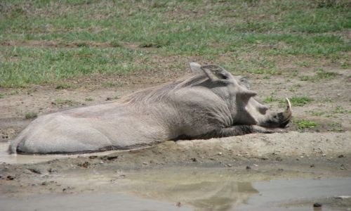 Zdjęcie TANZANIA / Afryka, / Krater Ngorongoro / Leży w kałuży