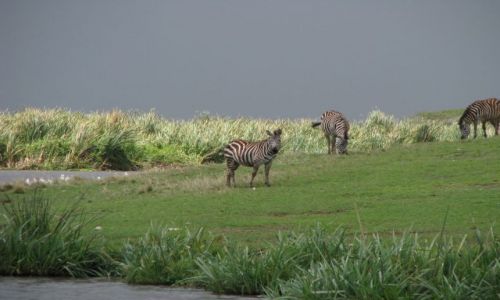 Zdjęcie TANZANIA / Afryka, / Krater Ngorongoro / Przed burzą
