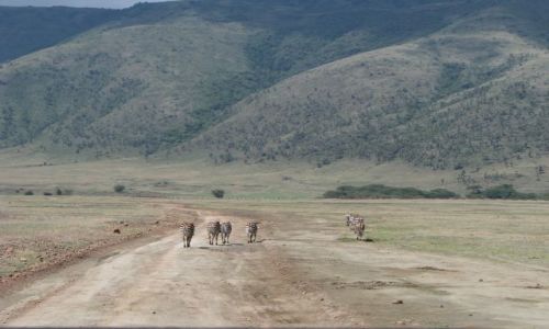 Zdjęcie TANZANIA / Afryka, / Ngorongoro / Poszły sobie
