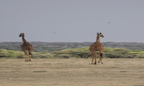 Zdjęcie TANZANIA / Serengeti / Serengeti centralne / W galopie