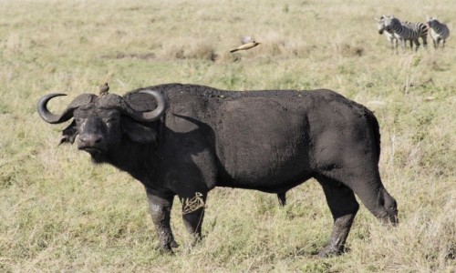 Zdjęcie TANZANIA / Serengeti / Serengeti centralne / poleciał..