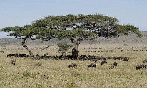 Zdjęcie TANZANIA / Serengeti / Serengeti centralne / parasol
