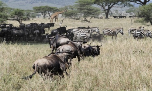 Zdjęcie TANZANIA / Serengeti / Serengeti centralne / serengeti