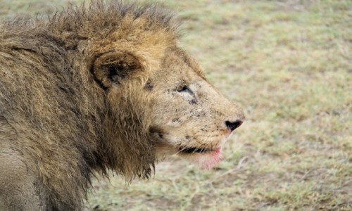 Zdjecie TANZANIA / afryka wschodnia / Ngorongoro / krl 