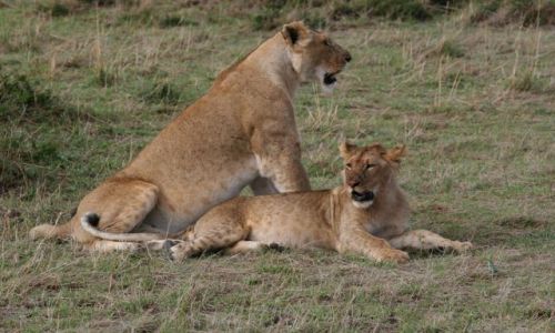 Zdjęcie TANZANIA / brak / Tarangire NP / wszyscy lubią jeść...