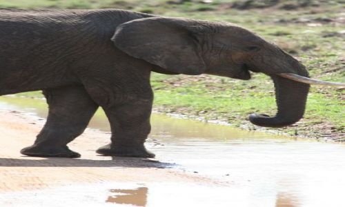 Zdjęcie TANZANIA / brak / Tarangire NP / dziurawy baobab